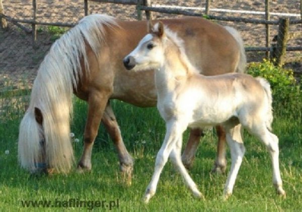 Хафлингеры (2)
