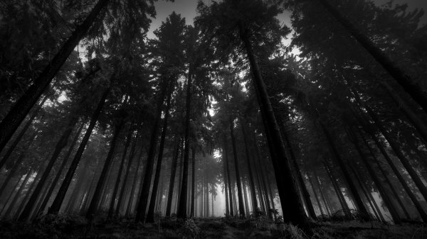 file_94510268