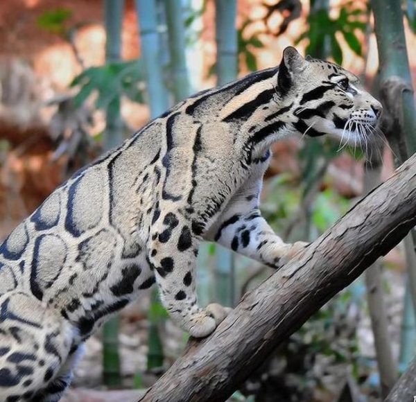 ca189799e7ed9592bcd7ba09ac2e415c