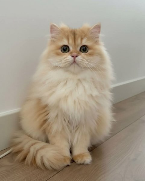 FB IMG 1772377453273