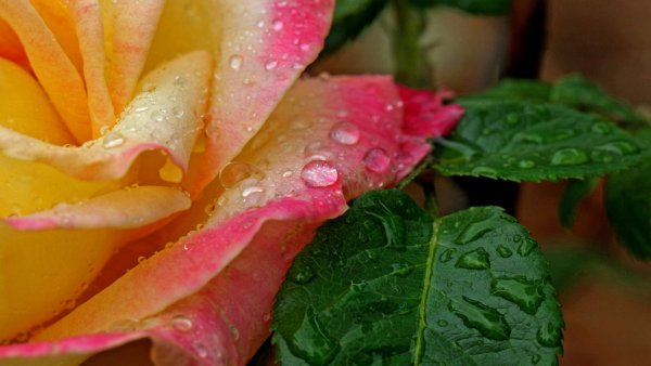 file_82272437
