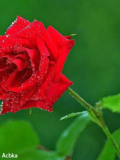 file_59716387
