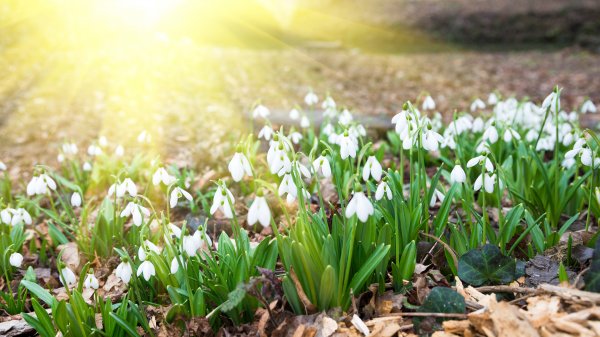 SpringSnowdrops ROW7920205293 UHD
