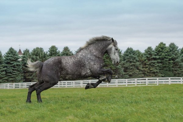 Лошадь Першерон (Першеронская)