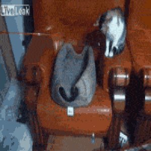 cat, gif, games