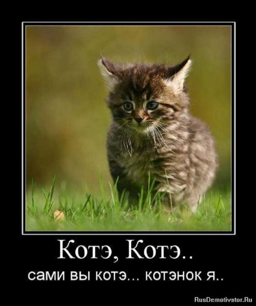 Сами вы котэ, котёнок я...