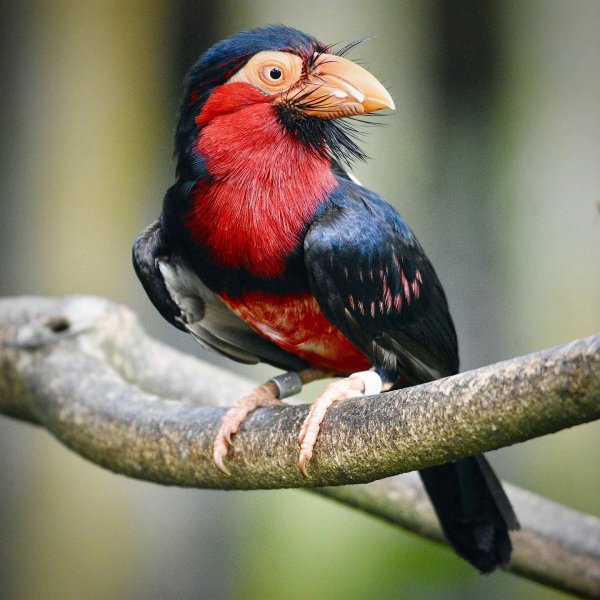 Сенегальская либия Bearded Barbet