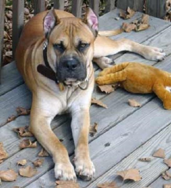 Алано (Испанский алано) (5)