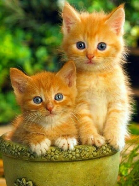 Рыжие котята