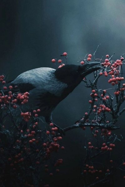 pic quark 1643833172389
