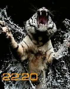 tigr