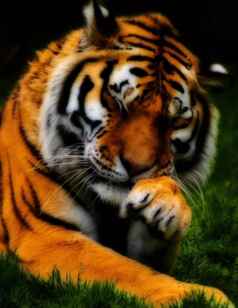 tigr