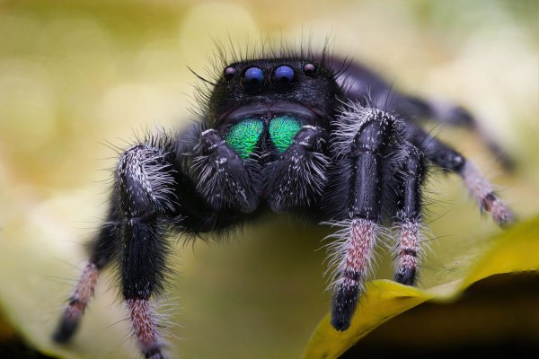 Королевский паук-скакун самец