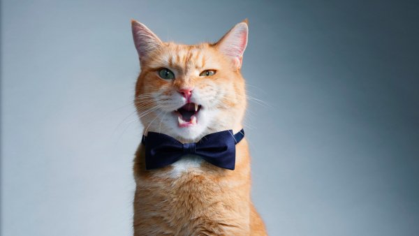kot-ryzhii-babochka-zuby-cat