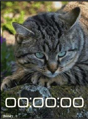 14 Кот анимация цифр часы