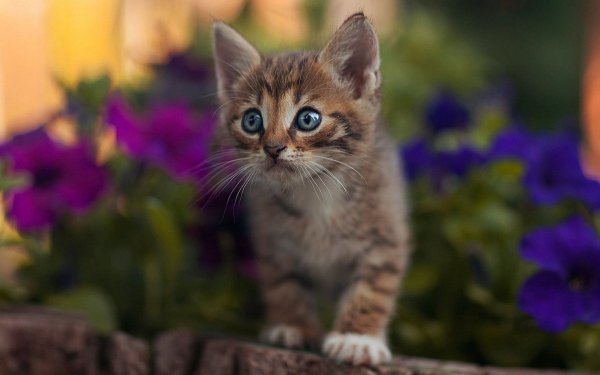 Котэ обои ПК