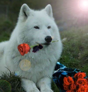 file_81061112