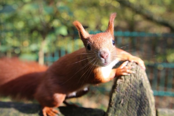 Eichhörnchen in Berlin