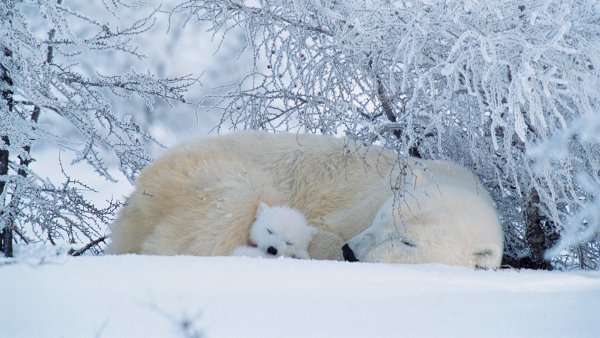 PolarBearFrost ROW1178935676 UHD