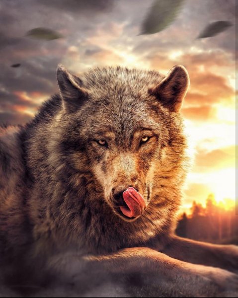 volf