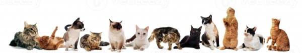 Cats-in-studio-photo
