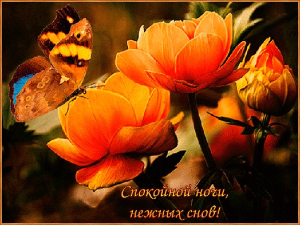Анимированная открытка спокойной ночи (13)