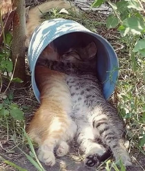 С милым и в ведре рай...