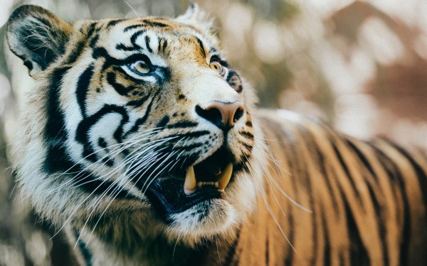 big tiger hd 5k