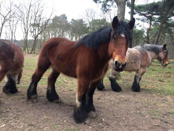 Лошадь Брабансон