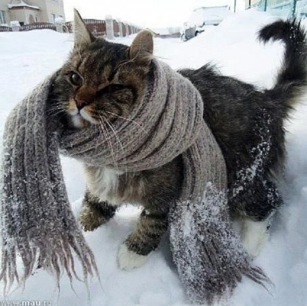 Кот зимой