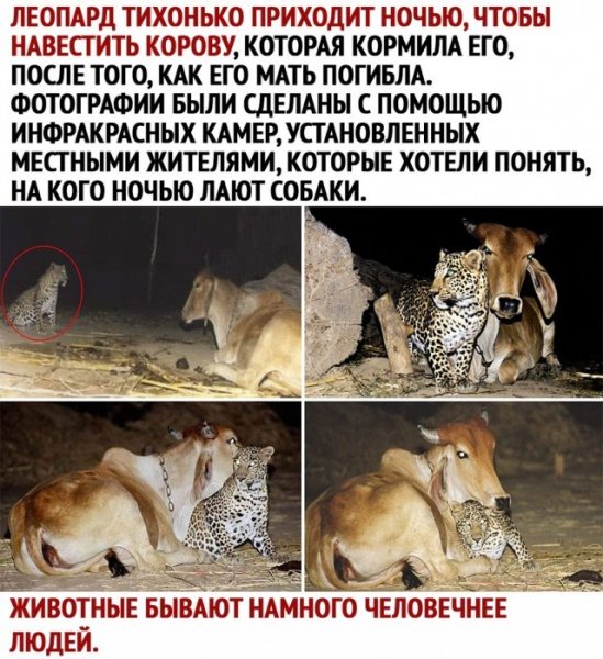 леопард и корова
