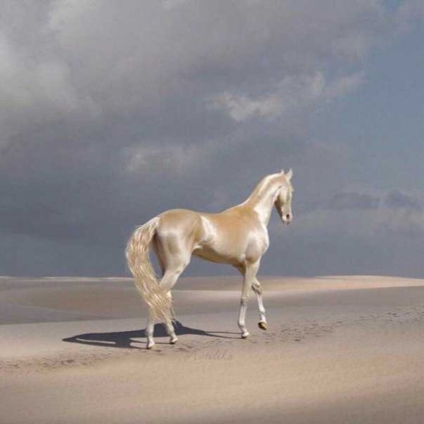 Ахалтекинская лошадь