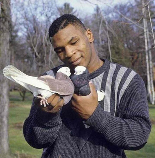 Майк тайсон любитель голубей