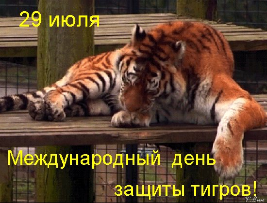 Анимированная открытка 29 июля международный (1)