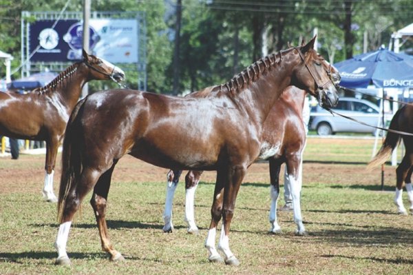Мангаларга маршадор (2)