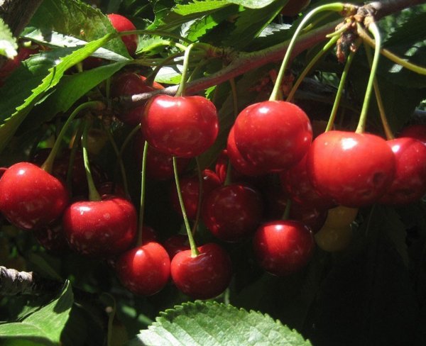 Черешня Эйфория