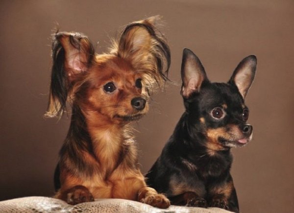 Московский длинношерстный той-терьер (3)