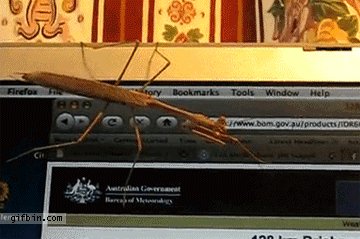 gifs 19