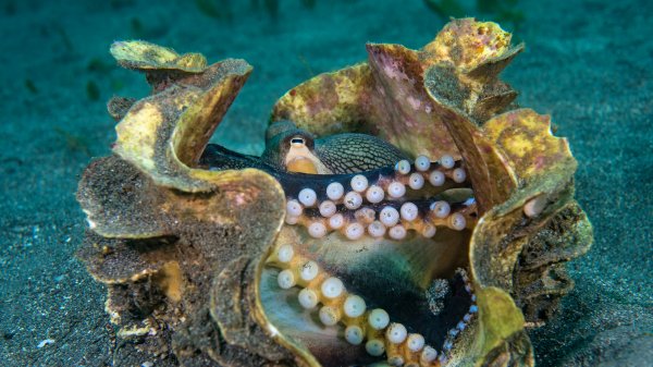 OctoClam ROW9492006821 UHD