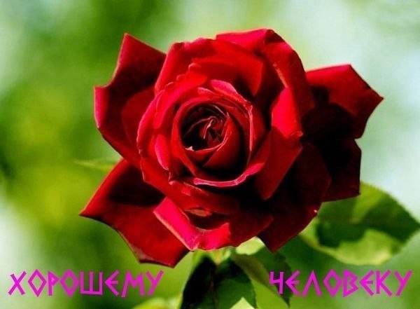 TfMka0qwDZ0