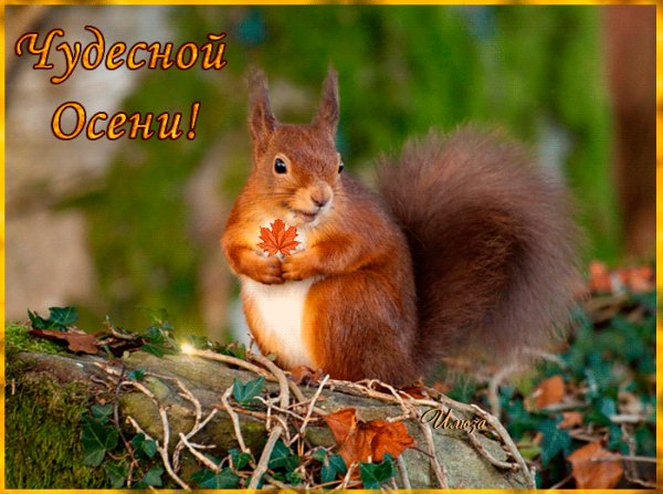 Чудесной осени