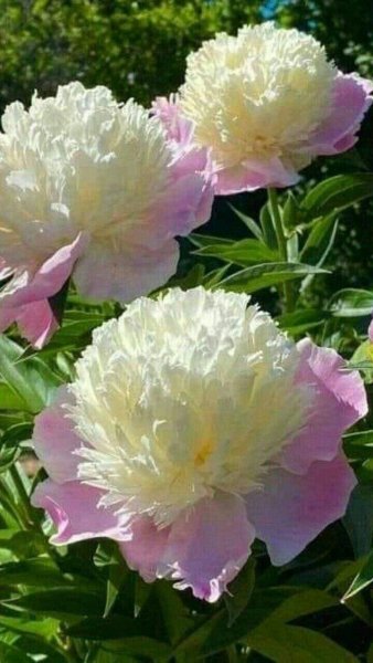 FB IMG 1715016588355