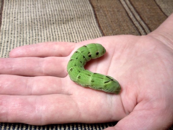 Гусеница "Винный бражник средний"