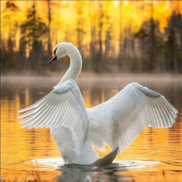 Screenshot 2021-07-31-19-06-15