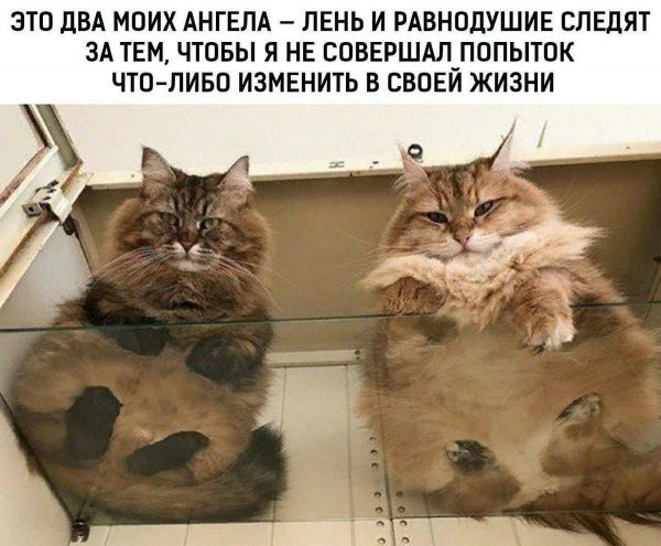 ЮМОР ПРИКОЛЫ СМЕХ (64)