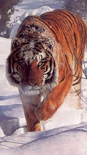 Амурский тигр