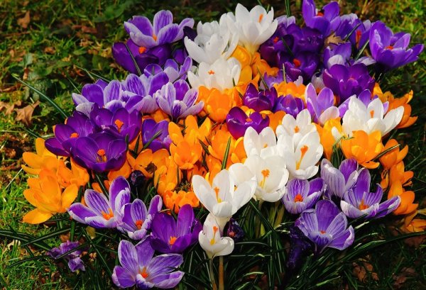flowers-1357364 1920