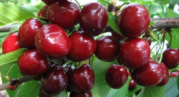 Черешня Эрли Стар
