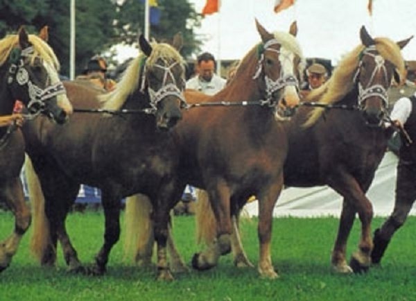 Южно-германская порода лошадей
