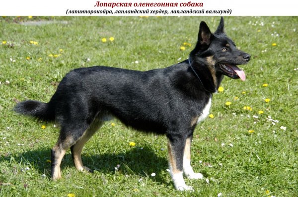 Лопарская оленегонная собака